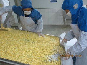 山東陽光農業 新季速凍甜玉米粒，出口品質與生物農藥技術雙擎驅動