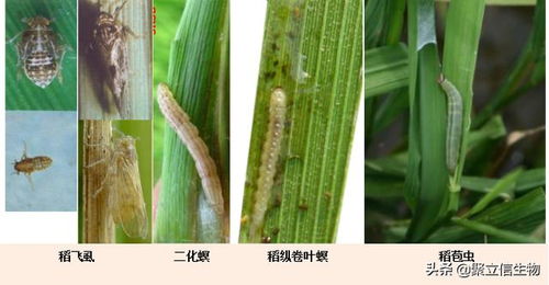 水稻害蟲克星 綠僵菌421的生物農藥技術突破